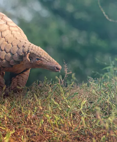 Pangolin Conservation | ZSL